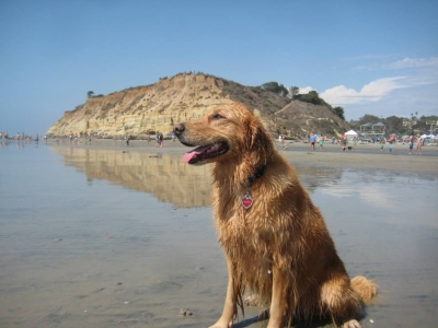 Abby at Dog Beach